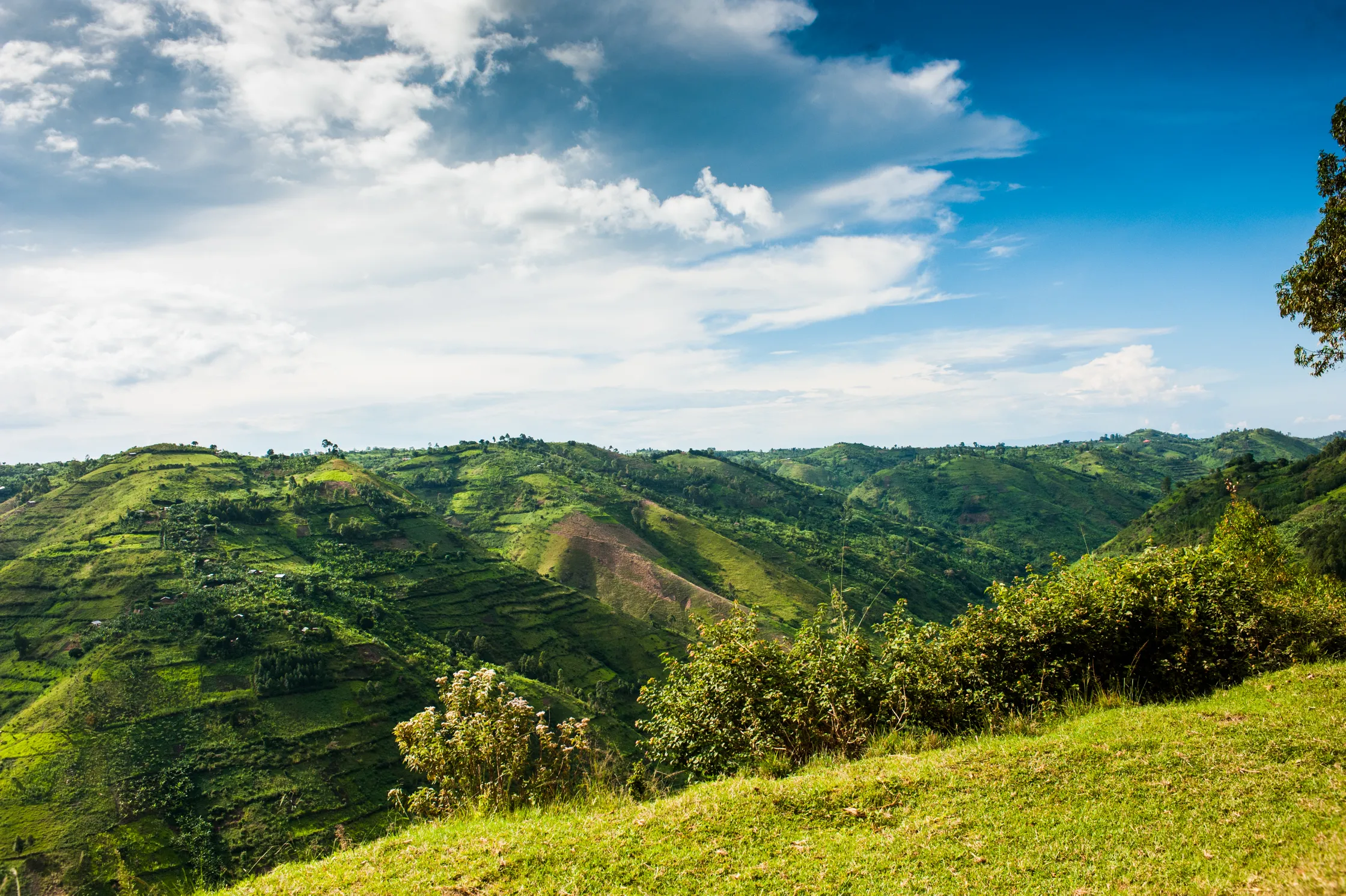 bwindi forest